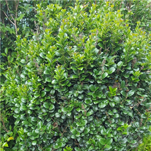 Ligustrum Japonicum 'Rotundifolium'